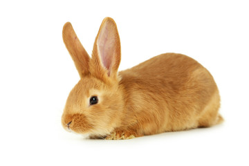 Young red rabbit isolated on white