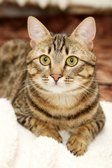 Naklejka na ściany i meble Beautiful shorthair cat