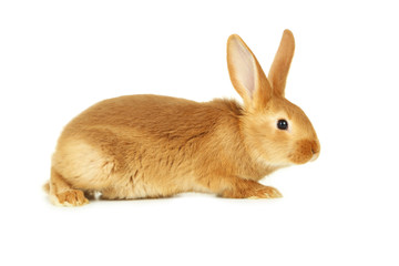 Obraz premium Young red rabbit isolated on white
