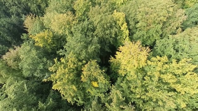 Flight over tree tops of a mixed forest