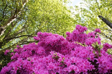 Fototapeta premium Japanese Azalea 'Koenigstein' purple violet under green trees