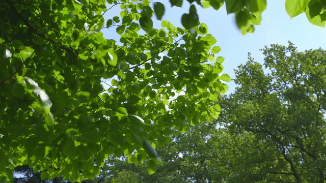 Beautiful fresh green Leaves  - different takes