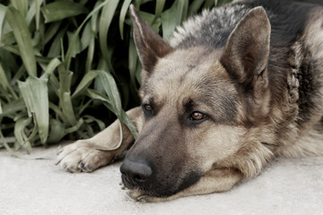 German Shepherd outdoors