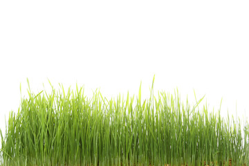 Green grass isolated on white