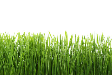 Green grass isolated on white