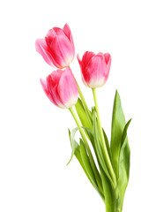 Pink tulips on white background