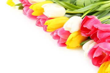 Beautiful tulips on white background