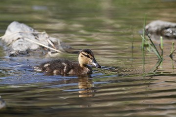 A small duckling (Anas platyrhynchos) swims on the water.