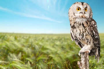 Animal, beak, beautiful.