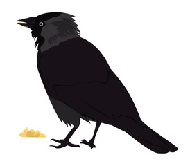 Jackdaw eats bread