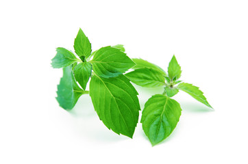 mint leaves