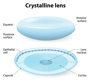 crystalline lens anatomy