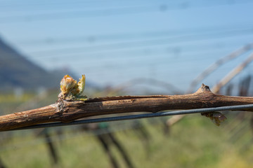 Sehr frühe Traubenknospe