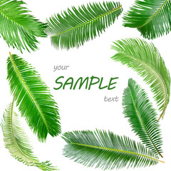 Frame of green palm leaves isolated on white