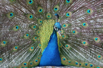 Obraz premium pfau