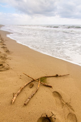 Sprig on the beach  while waves crashing