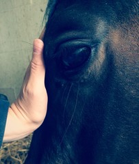 Menschenhand und Pferdestirn