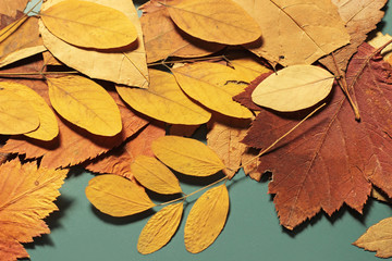 Naklejka na ściany i meble autumn background 