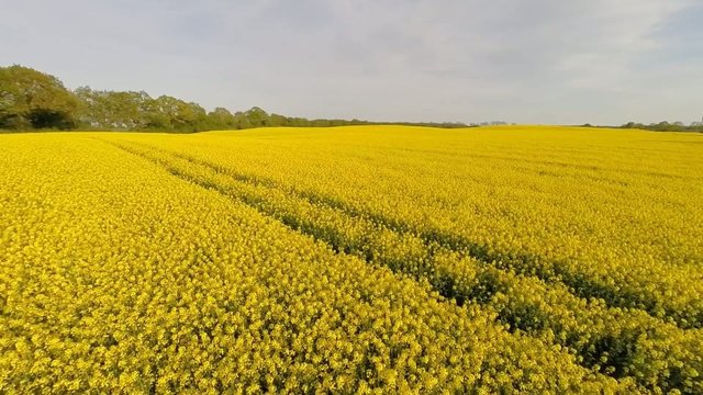 Low-level flight over a canola field in springtime