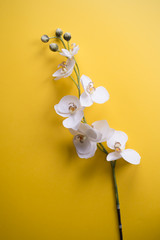 Orchid flower on yellow background