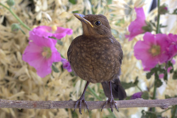 thrush on a branch.