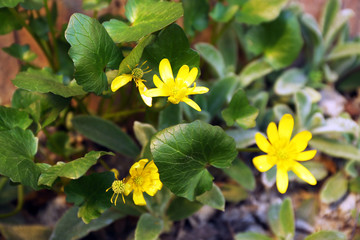 Lesser celandine flowers over flowerbed background