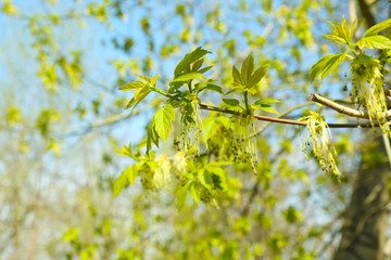 Green leaves on twigs in spring close up