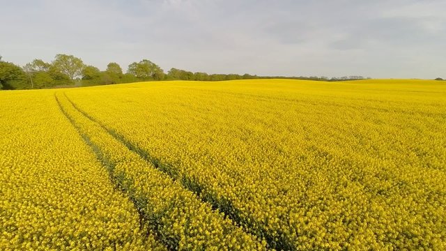 Sideway flight over a blooming canola field