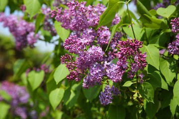 Obraz premium Blooming lilac in the garden