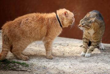 Fighting homeless cats