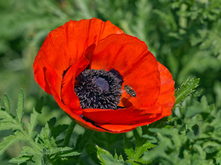 Red poppy with a bee and green staff