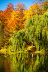 Pond with willow trees in park © Voyagerix