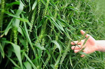 Hand in a green wheat field