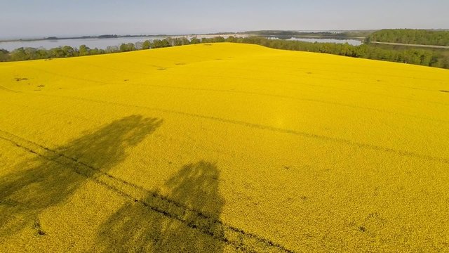 Flight over a blooming canola field
