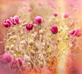 Beautiful poppy flowers