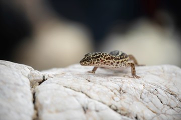 Gecko lizard on rocks 