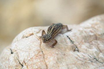 Obraz premium Gecko lizard on rocks 