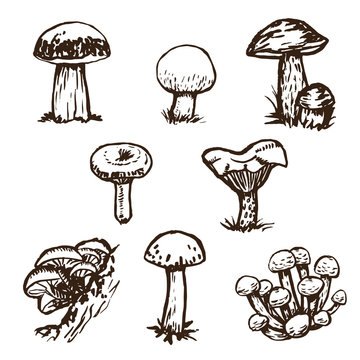 Hand drawn mushrooms sketch set.