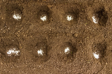 Hole under the seedlings with white granules of mineral fertiliz