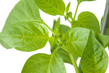Green pepper plant leaves isolated on a white background