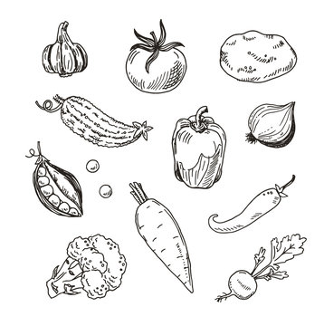 Hand drawn vegetables sketch set