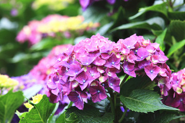 Hydrangea,beautiful blooming purple flowers