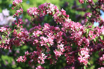 Photo Beautiful spring flowering tree