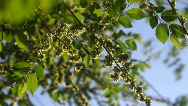 Green elm seeds covering twigs against sky