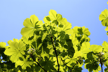 Beautiful green leaves of the tree