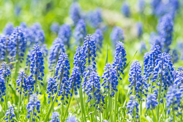 Lavender field in the summer garden