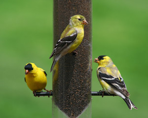 Three yellow finches at a feeder
