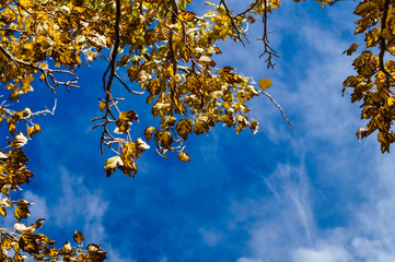 Alamos en otoño en Mendoza . Argentina