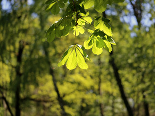 Beautiful green leaves of the tree
