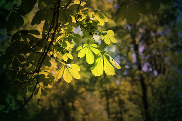 Beautiful green leaves of the tree